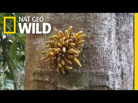 This Bug&#039;s Form of Defense? Synchronized Wiggling | Nat Geo Wild