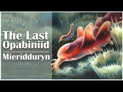 The Last Opabiniid, Mieridduryn