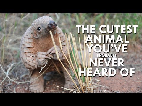 Pangolins are the Cutest Animals You’ve Never Heard Of