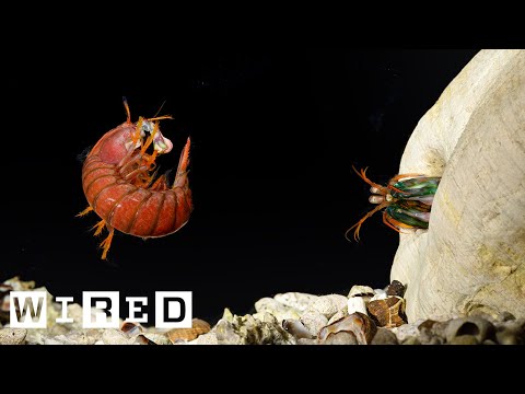 Making a Mantis Shrimp Fight Club | WIRED