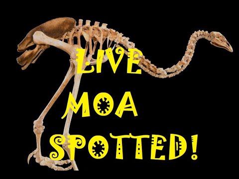 The Last Moa Hunter