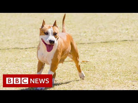 Illegal designer dog breeding - BBC News