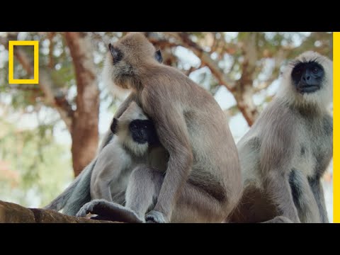 The Monkeys of Sri Lanka | Born Wild: The Next Generation