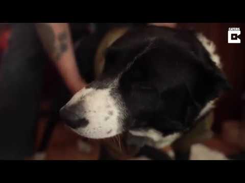 10 Courageous and Clairvoyant Ghost Hunting Canines - 29