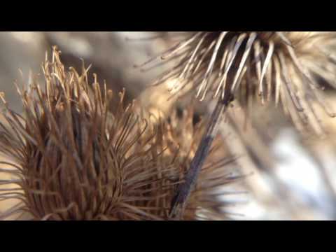 Burs Inspired Velcro &amp; Burdock Garden Stakes