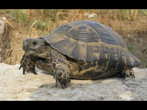 Top 10 Animals That Were Originally Called Other Names - 73