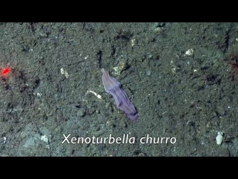 Extraordinary Deep-Sea Worm Species Discovered