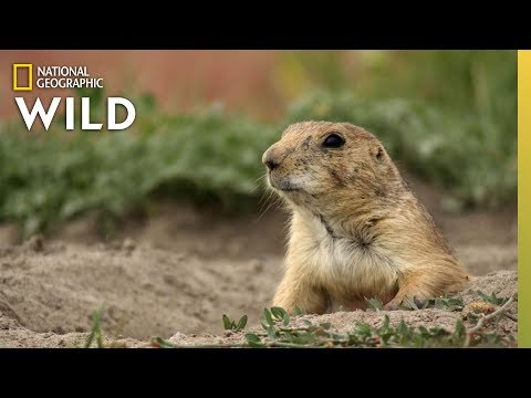 Prairie Dog Population of Texas | America the Beautiful