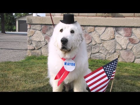 13-Year-Old Dog Retires as Mayor of Small Town After 4 Years in Office