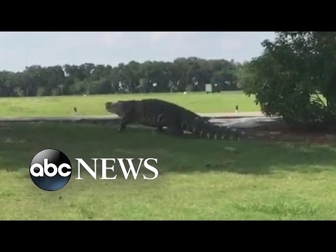 Giant Gator Confirmed Real by Golf Manager