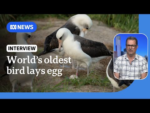 The world&#039;s oldest known bird Wisdom the Laysan albatross lays new egg at 74-years-old | ABC News