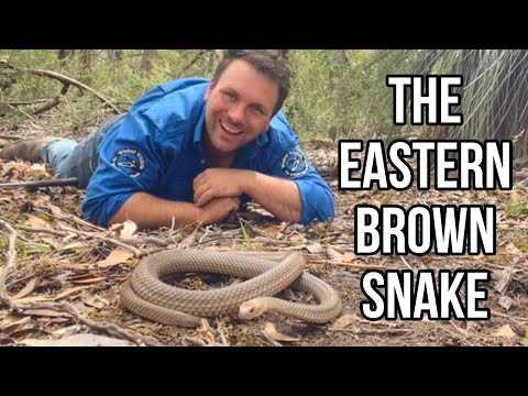 10 Things You Didn’t Know About The Eastern Brown Snake