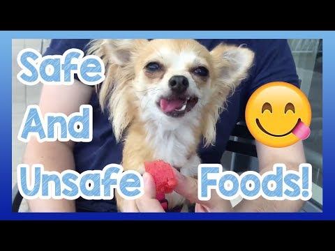 Foods Dogs Can and Can&#039;t Eat! Safe and Unsafe Foods for Dogs to Eat or Avoid!