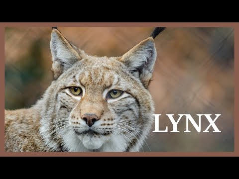 Lynx sounds somewhere in the north. Wild lynx scream at night.
