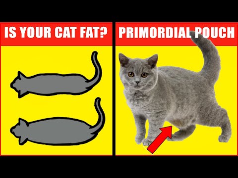 Why Do Cats Have Saggy Bellies and Is my Cat Fat?