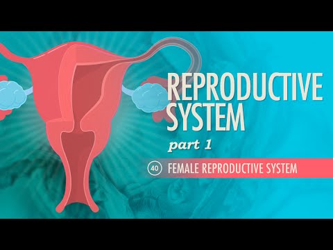 Reproductive System, Part 1 - Female Reproductive System: Crash Course Anatomy &amp; Physiology #40