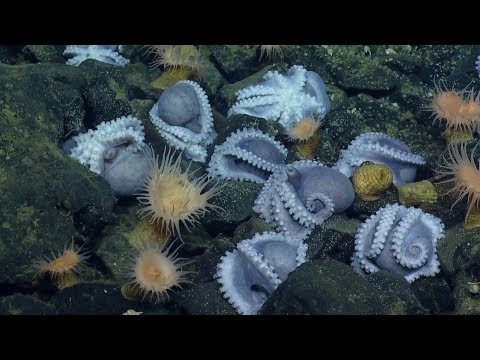 Massive Aggregations of Octopus Brooding Near Shimmering Seeps | Nautilus Live
