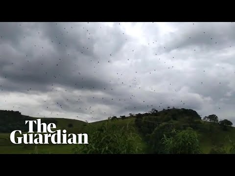 Cloudy with a chance of arachnophobia: raining spiders in Brazil