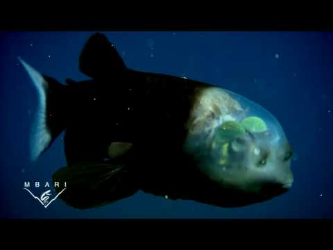 Macropinna microstoma: A deep-sea fish with a transparent head and tubular eyes