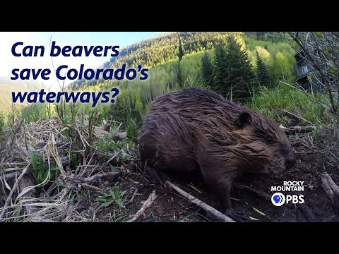 Beavers could be Colorado&#039;s secret weapon to cleaning rivers and abandoned mines