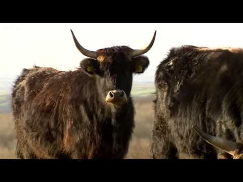 Farmer forced to cull &#039;Nazi&#039; cattle
