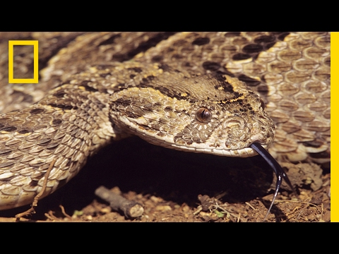 Deadly Trick: Snake Uses Tongue to Lure Prey | National Geographic