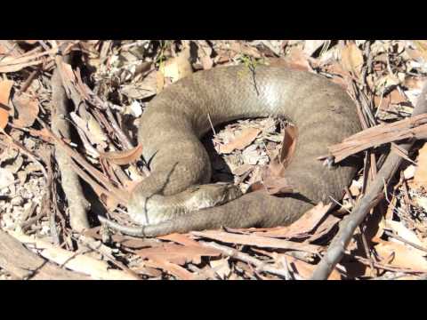 Death adder encounter