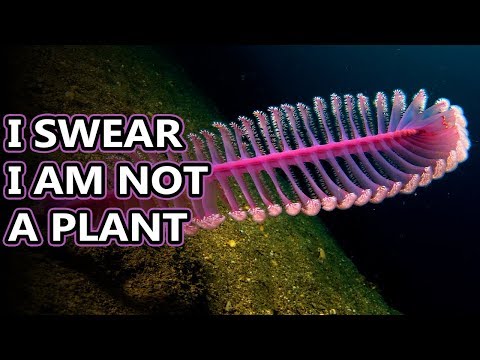 Sea Pen facts: feathers of the sea | Animal Fact Files