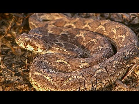 Saw-scaled Viper Makes Incredible Warning Noise before Attacking | Deadly 60 | Earth Unplugged