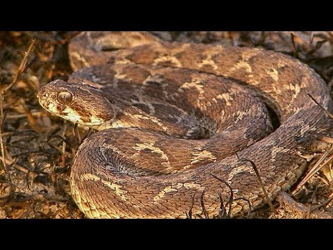 Top 10 Most Venomous Snakes - 2