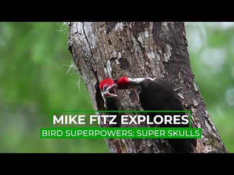 How Do Woodpeckers Avoid Brain Damage? | Mike Fitz Explores