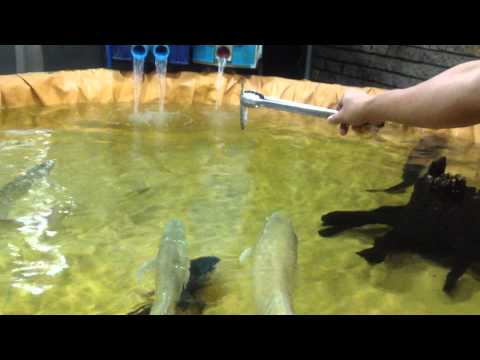 30&quot; Silver Arowana Jumps for his Food AMAZING!