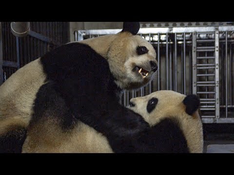 Giant Pandas&#039; Mating Attempt | BBC Earth