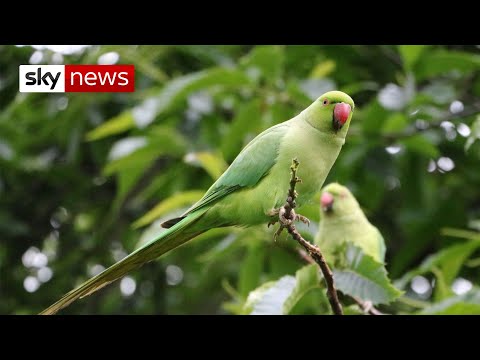 Why do parakeets live in the UK?
