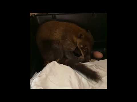 Four Exotic Coatis in our care after being rescued from a U-Haul in Cambridge