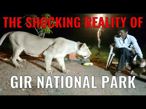 The Rise and Fall of Gir National Park | Illegal Lion Shows