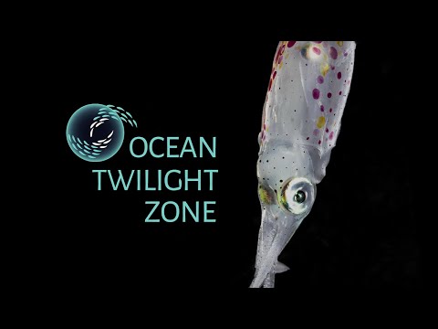 Creatures of the Ocean Twilight Zone