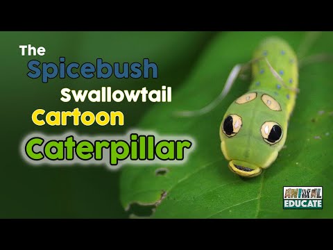 Is This Caterpillar For Real? The Spicebush Swallowtail Caterpillar 🐛