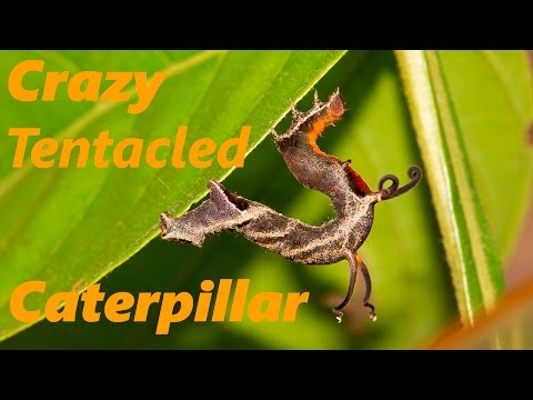 Crazy Tentacled Caterpillar in Tambopata, Peru