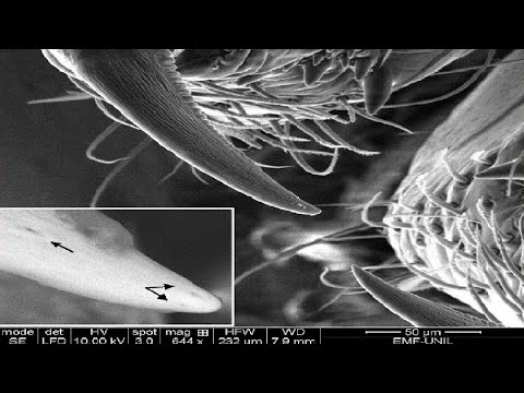 Meet the Feather Legged Lace Weaver: Spider Superpowers Revealed!