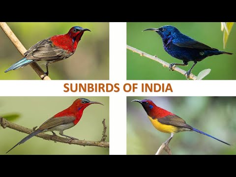 Sunbirds of India 🇮🇳 | Birds | Indian Birds