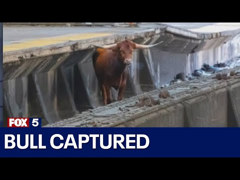 Bull on the loose in Newark captured