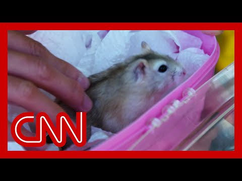 Ten Frightening and Lethal Hamster Attacks - 70