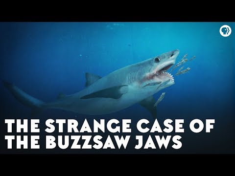 The Strange Case of the Buzzsaw Jaws