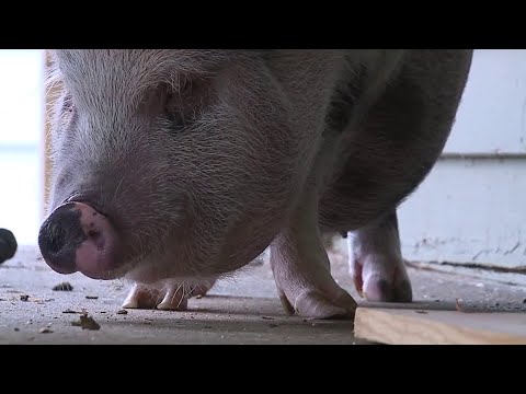 Pet pig Dumplin scared away burglars, single mother says