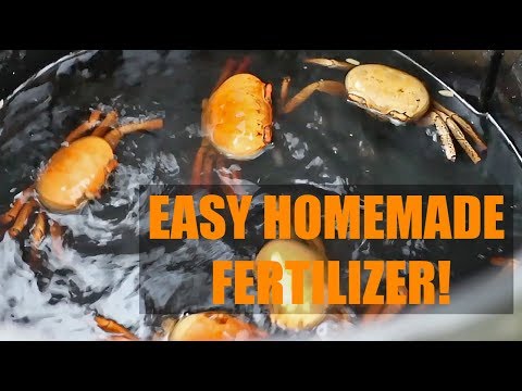 How to Make Homemade Fish Fertilizer (A Cheap Garden Hack)
