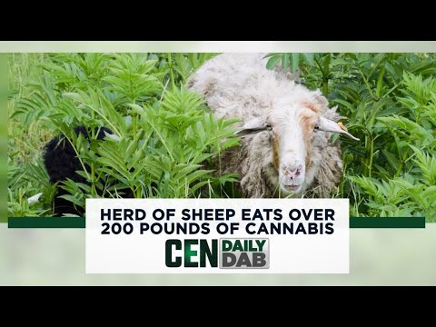 Herd of Sheep Eats Over 200 Pounds of Cannabis