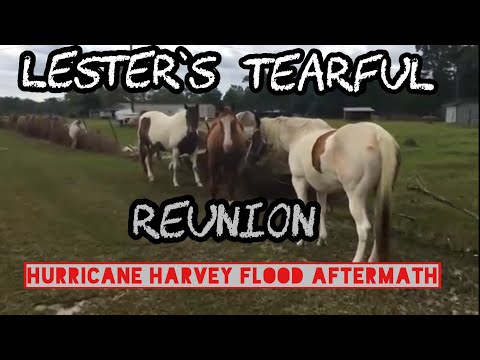 Tearful Reunion with farm animals after Hurricane Harvey flooding #LonghornLester’s