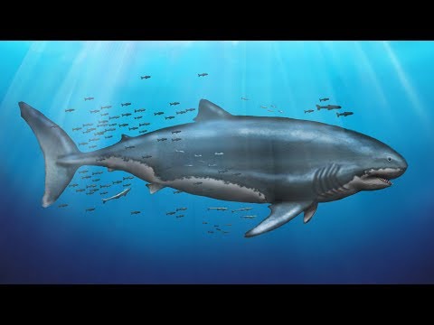 What Did Megalodon Really Look Like?