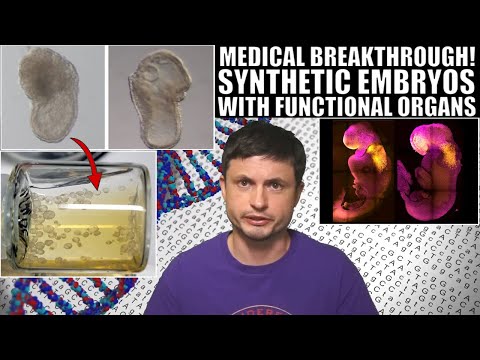 Breakthrough! Synthetic Embryo With a Beating Heart and a Brain
